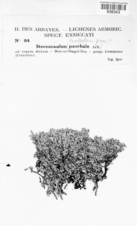 Image of Stereocaulon evolutum